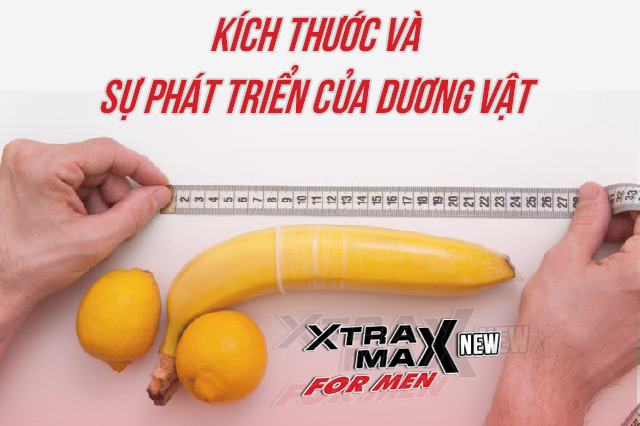 kích thước và sự phát triển của dương vật