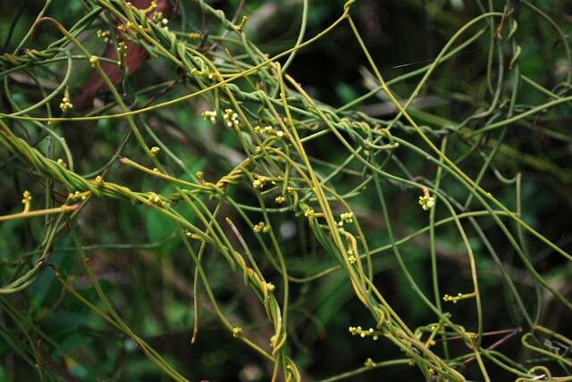 dây tơ hồng chữa yếu sinh lý