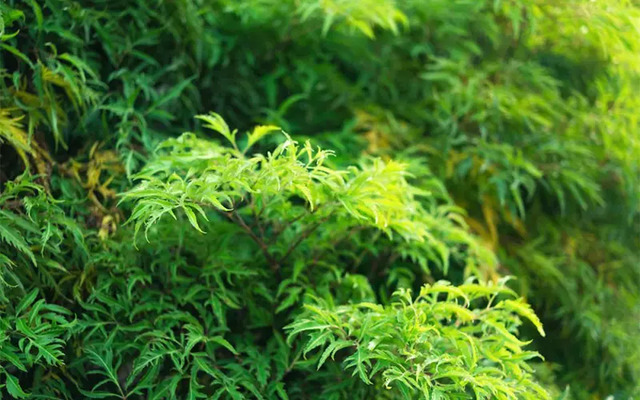 đinh lăng chữa yếu sinh lý