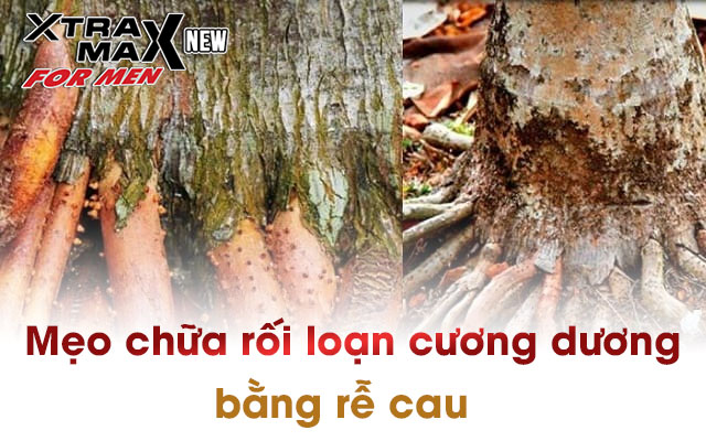 Rễ cau – mẹo dân gian chữa rối loạn cương dương tại nhà đơn giản