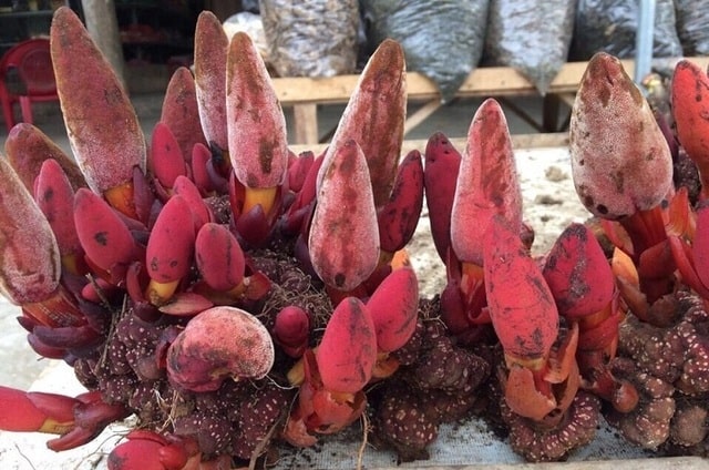 nấm ngọc cẩu chữa yếu sinh lý