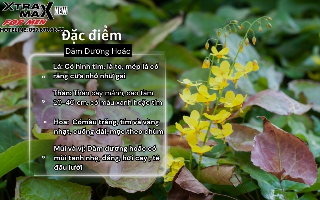 Dâm Dương Hoắc